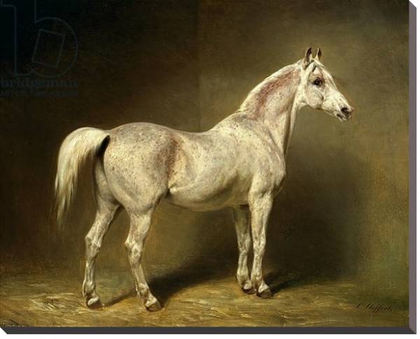 Постер 'Beatrice', the white arab saddlehorse of Helmuth Graf von Moltke, 1855 с типом исполнения На холсте без рамы