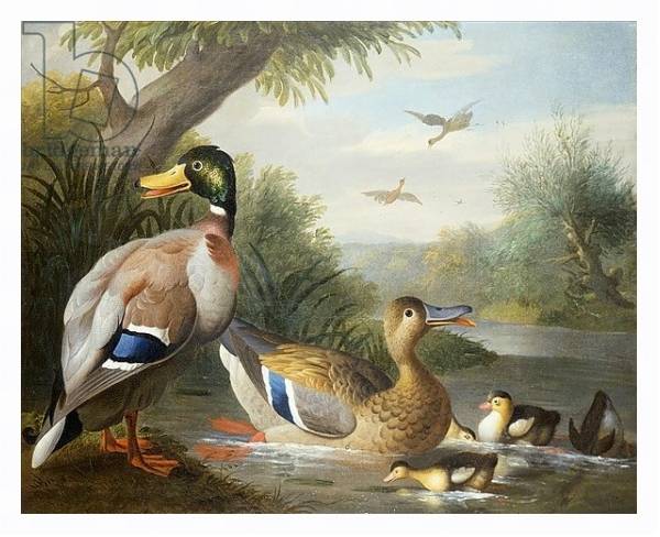 Постер Ducks in a River Landscape с типом исполнения На холсте в раме в багетной раме 221-03