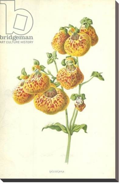 Постер Calceolaria с типом исполнения На холсте без рамы