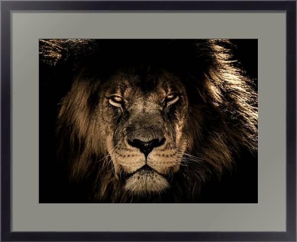 Постер Старый африканский лев с типом исполнения Под стеклом в багетной раме 221-01