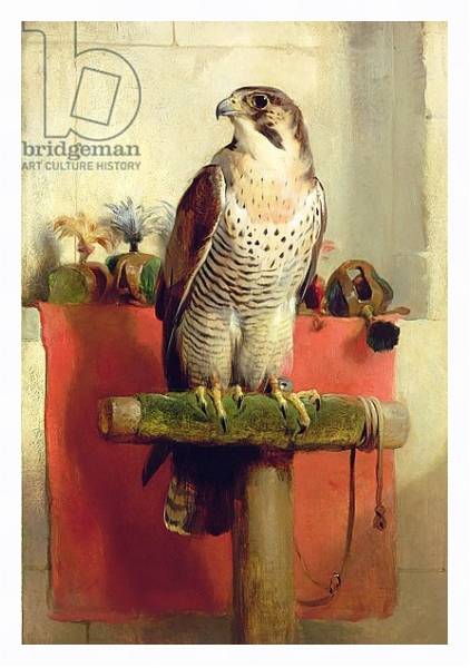 Постер Falcon, 1837 с типом исполнения На холсте в раме в багетной раме 221-03