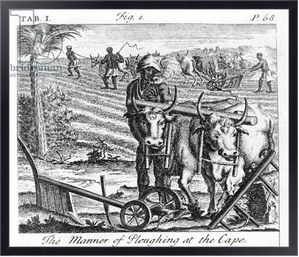 Постер The Manner of Ploughing at the Cape, an illustration 1731 с типом исполнения На холсте в раме в багетной раме 221-01