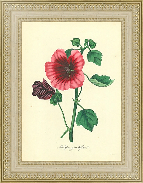 Постер Malopa Grandiflora 2 с типом исполнения Акварель в раме в багетной раме 484.M48.725