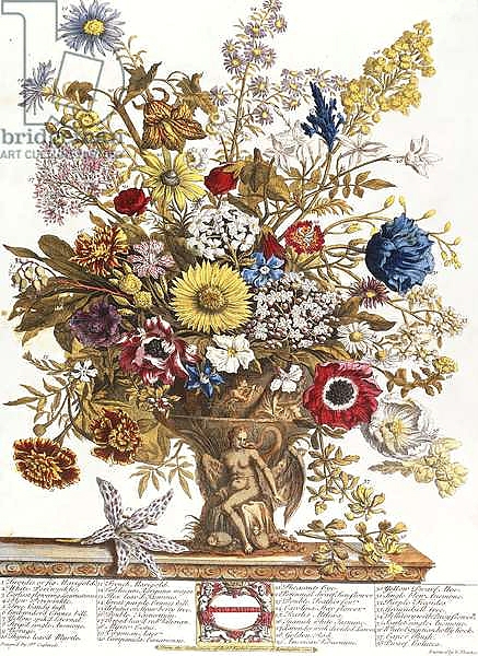 Постер November, from 'Twelve Months of Flowers', 1730 с типом исполнения На холсте без рамы