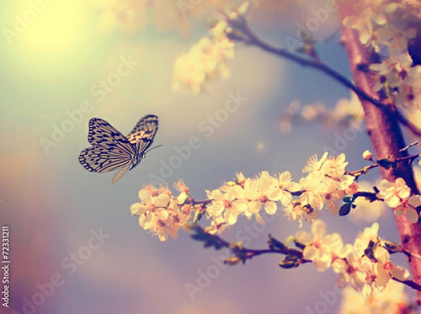 Постер бабочка, садящаяся на цветущую вишню с типом исполнения На холсте без рамы