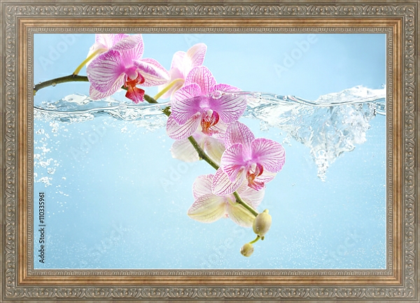 Постер Орхидея в воде с типом исполнения На холсте в раме в багетной раме 484.M48.310