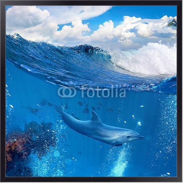 Постер Дельфин у рифа с типом исполнения На холсте в раме в багетной раме 221-01