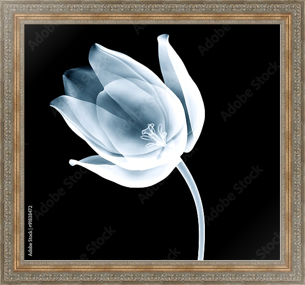 Постер Рентгеновское изображение тюльпана на черном с типом исполнения На холсте в раме в багетной раме 484.M48.310