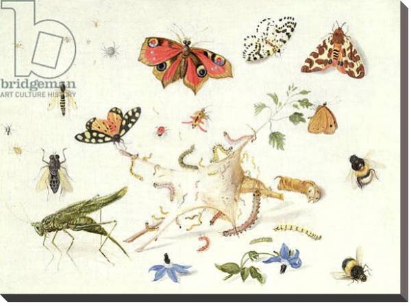 Постер Study of Insects and Flowers с типом исполнения На холсте без рамы