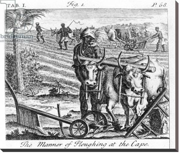 Постер The Manner of Ploughing at the Cape, an illustration 1731 с типом исполнения На холсте без рамы