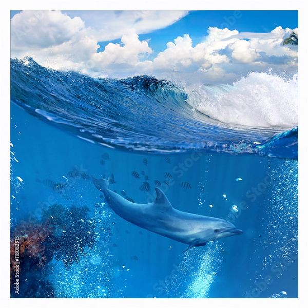 Постер Дельфин у рифа с типом исполнения На холсте в раме в багетной раме 221-03