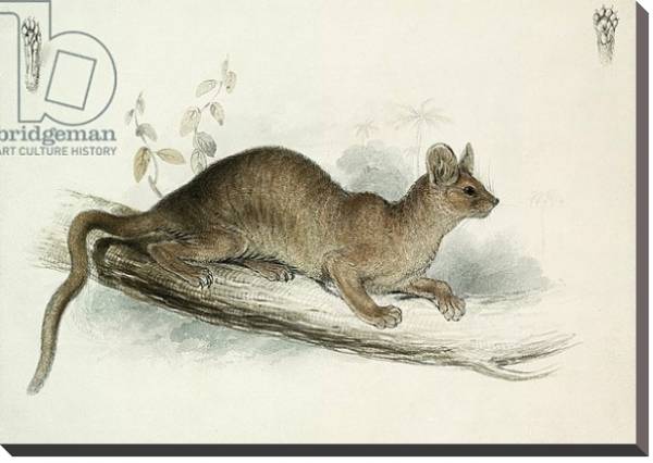 Постер The Polecat, 19th century с типом исполнения На холсте без рамы