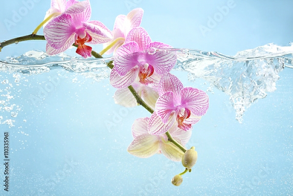 Постер Орхидея в воде с типом исполнения На холсте без рамы