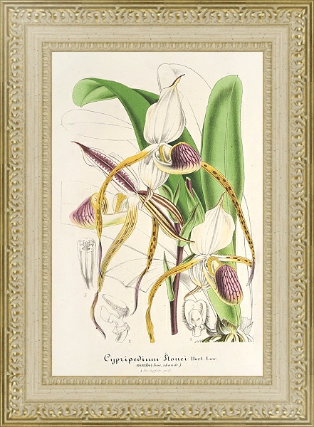 Постер Cypripedium Stonei с типом исполнения Акварель в раме в багетной раме 484.M48.725
