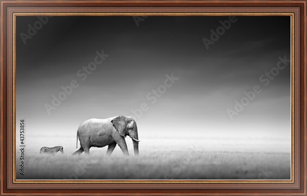 Постер Слон и зебра в ч/б с типом исполнения На холсте в раме в багетной раме 35-M719P-83