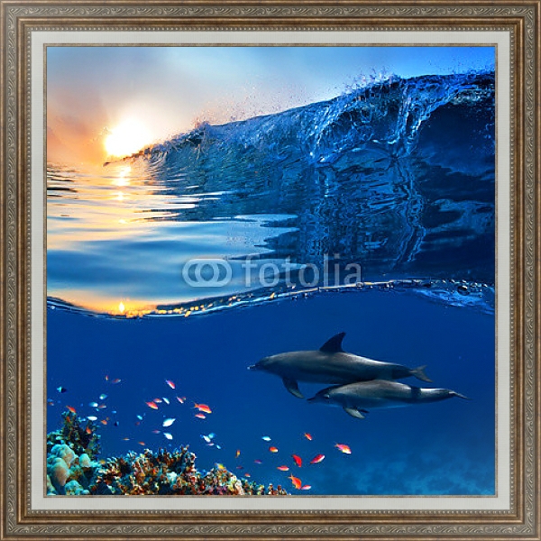 Постер Два дельфина у кораллового рифа с типом исполнения На холсте в раме в багетной раме 595.M52.330