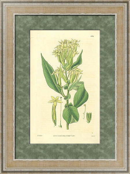 Постер Curtis Ботаника №72 1 с типом исполнения Акварель в раме в багетной раме 485.M40.584