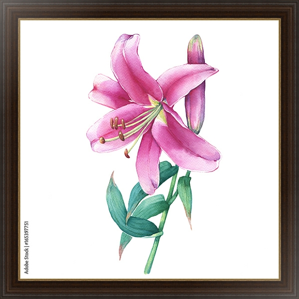 Постер Акварельная розовая лилия с типом исполнения На холсте в раме в багетной раме 1.023.151