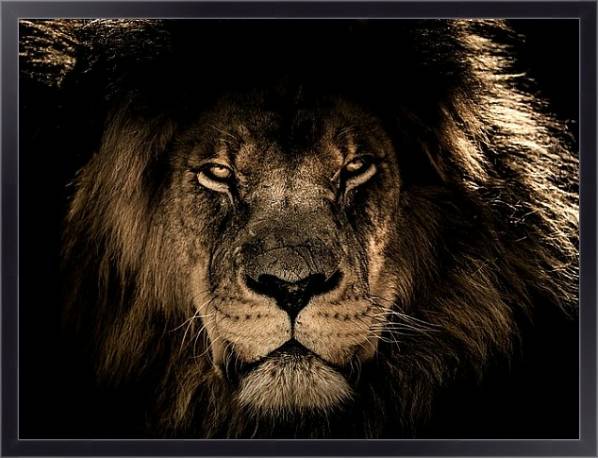 Постер Старый африканский лев с типом исполнения На холсте в раме в багетной раме 221-01
