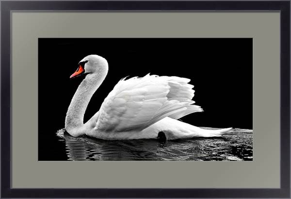 Постер Белый лебедь на черной воде с типом исполнения Под стеклом в багетной раме 221-01