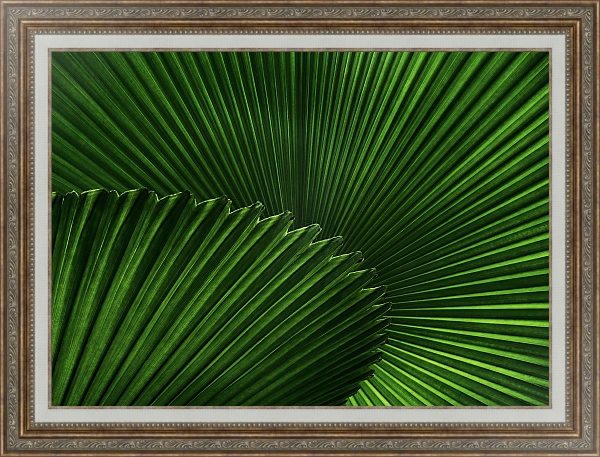 Постер Зеленый веер пальмовых листов с типом исполнения На холсте в раме в багетной раме 595.M52.330