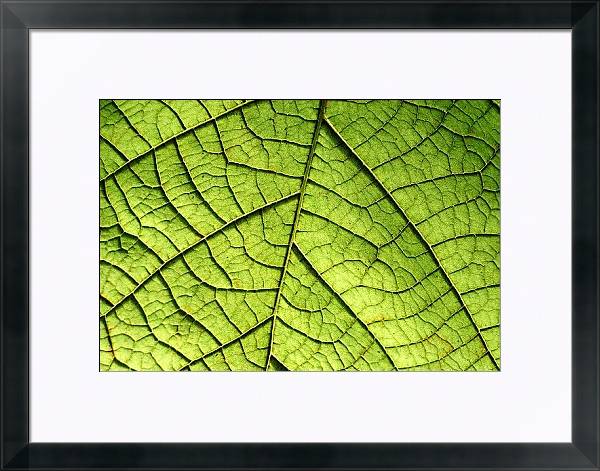 Изнанка листа 6 букв. Изнанка листа 6 букв. Бордовые пятна растение. Изнанка листа 6 букв. У алоказии мокнет изнанка листа.