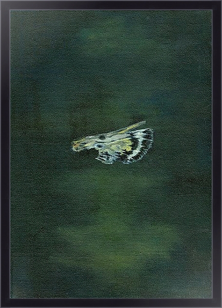 Постер Moth Wing, 2014, с типом исполнения На холсте в раме в багетной раме 221-01