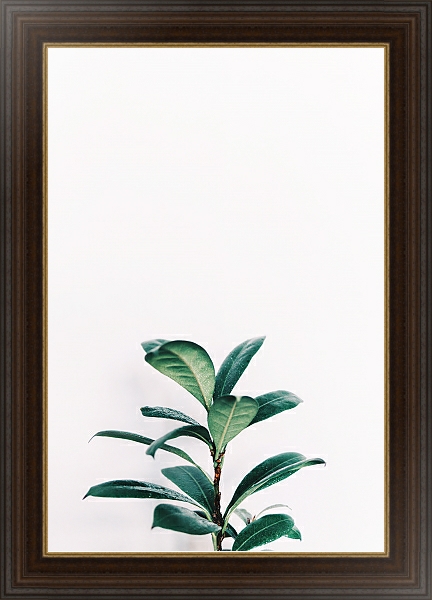 Постер Зеленое растение на белом с типом исполнения На холсте в раме в багетной раме 1.023.151