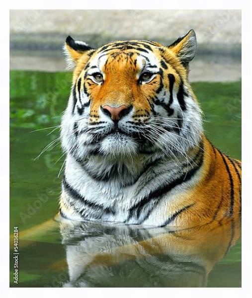 Постер Купание тигра с типом исполнения На холсте в раме в багетной раме 221-03