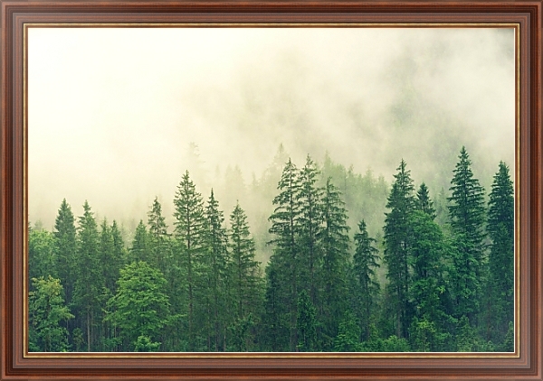 Постер Зеленый лес под дождем с типом исполнения На холсте в раме в багетной раме 35-M719P-83