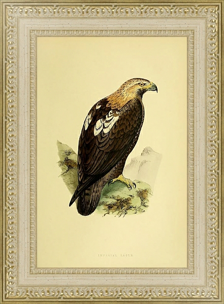 Постер Imperial Eagle с типом исполнения Акварель в раме в багетной раме 484.M48.725