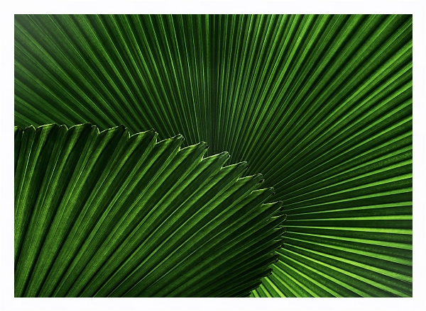 Постер Зеленый веер пальмовых листов с типом исполнения На холсте в раме в багетной раме 221-03