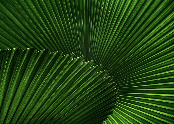 Постер Зеленый веер пальмовых листов с типом исполнения На холсте без рамы