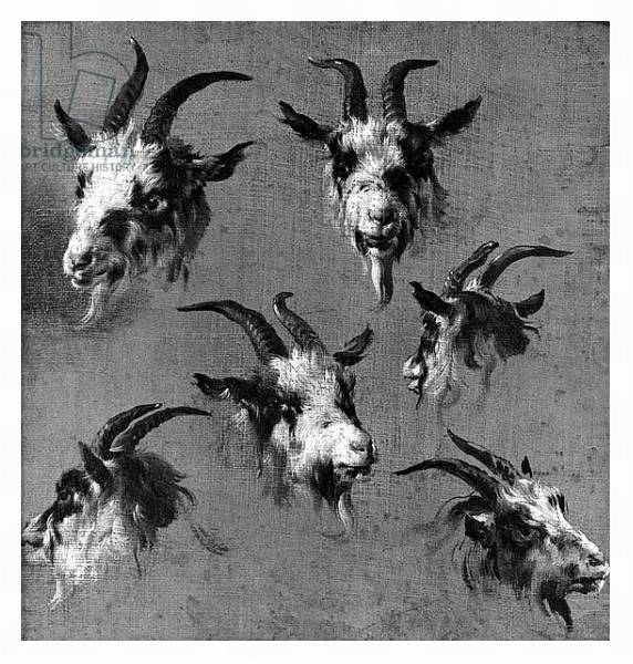 Постер Six studies of goat heads с типом исполнения На холсте в раме в багетной раме 221-03