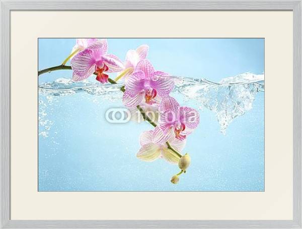 Постер Орхидея в воде с типом исполнения Под стеклом в багетной раме 1727.2310