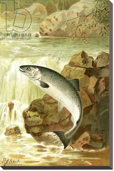 Постер A Salmon leap с типом исполнения На холсте без рамы