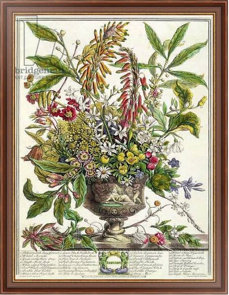 Постер January, from `Twelve Months of Flowers', by Robert Furber engraved by Henry Fletcher с типом исполнения На холсте в раме в багетной раме 35-M719P-83