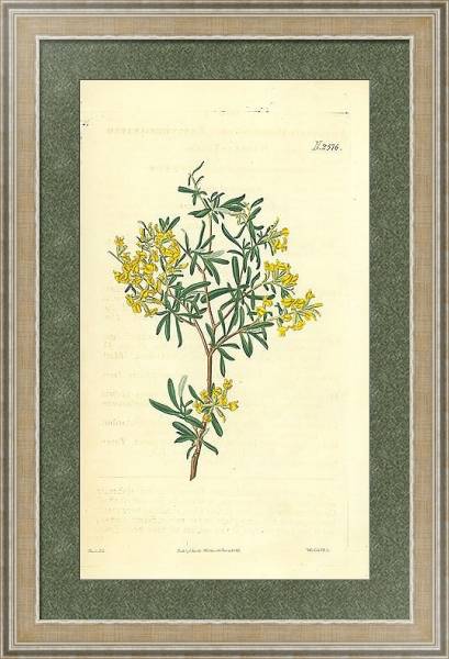 Постер Curtis Ботаника №18 1 с типом исполнения Акварель в раме в багетной раме 485.M40.584