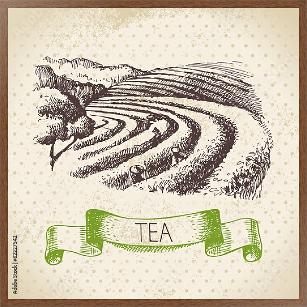 Постер Иллюстрация с чайными плантациями с типом исполнения На холсте в раме в багетной раме 1727.4310