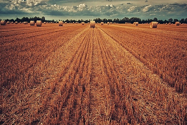 Постер Урожай пшеницы с типом исполнения На холсте без рамы