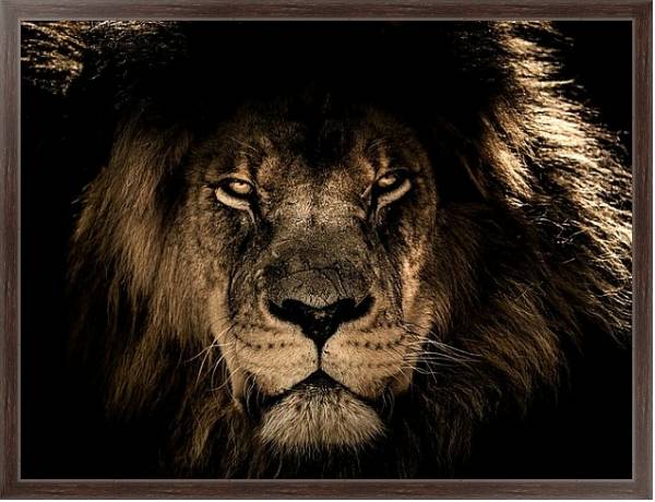Постер Старый африканский лев с типом исполнения На холсте в раме в багетной раме 221-02