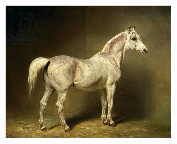 Постер 'Beatrice', the white arab saddlehorse of Helmuth Graf von Moltke, 1855 с типом исполнения На холсте в раме в багетной раме 221-03