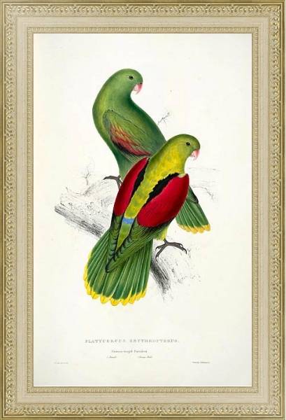 Постер Parrots by E.Lear  #12 с типом исполнения Акварель в раме в багетной раме 484.M48.725