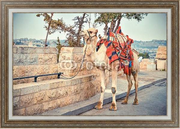 Постер Верблюд на дороге возле Старого города Иерусалима с типом исполнения На холсте в раме в багетной раме 595.M52.330
