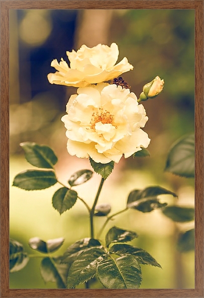 Постер Цветок белого шиповника с типом исполнения На холсте в раме в багетной раме 1727.4310