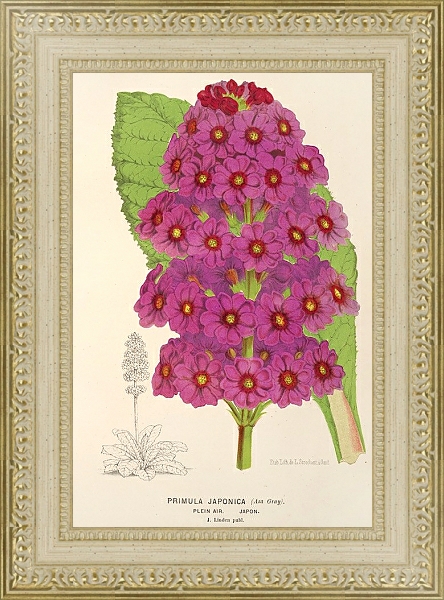 Постер Primula Japonica с типом исполнения Акварель в раме в багетной раме 484.M48.725