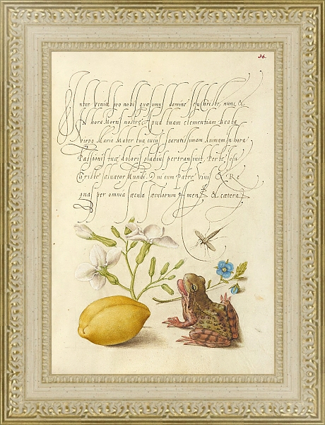 Постер Gillyflower, Insect, Germander, Almond, and Frog с типом исполнения Акварель в раме в багетной раме 484.M48.725