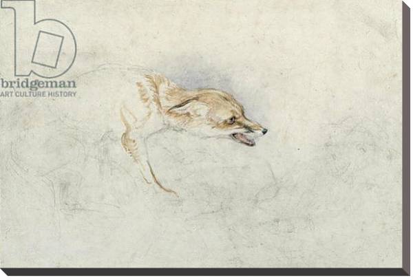 Постер Study of a crouching Fox, facing right verso: faint sketch of fox's head and tail с типом исполнения На холсте без рамы