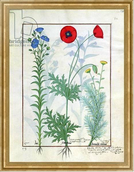 Постер Ms Fr. Fv VI #1 fol.130r Linum, Garden poppies and Abrotanum c.1470 с типом исполнения На холсте в раме в багетной раме NA033.1.051