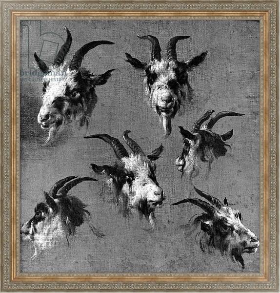 Постер Six studies of goat heads с типом исполнения На холсте в раме в багетной раме 484.M48.310